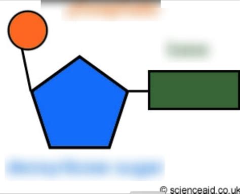 An RNA Nucleotide - Biology Edexcel IGCSE Diagram | Quizlet