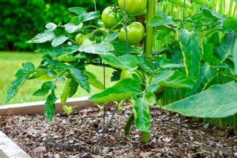 Best Mulch For Tomatoes The Simple Secret To A Healthier Garden