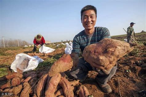 紅薯高產種植戶，在種紅薯時都是怎麼做的？看看你會嗎？ 每日頭條