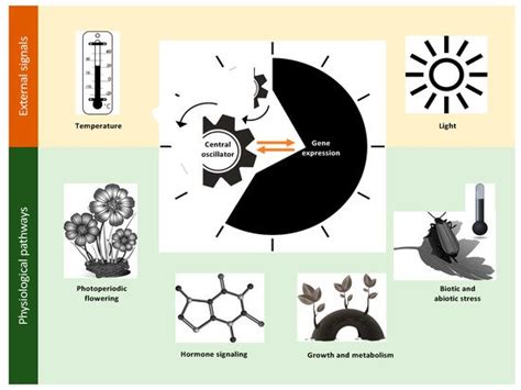 Circadian Rhythms In Legumes Encyclopedia Mdpi