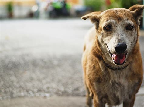 Perros Callejeros Eliminarán Impuestos A Quienes Los Adopten Mia Fm