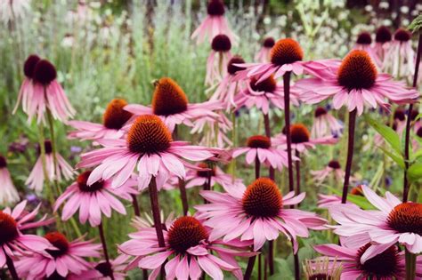 Are Coneflowers Perennials Or Annuals A Guide To Flower Lifecycles