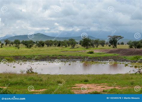 Savannah Grassland in Tsavo Stock Photo - Image of nature, hills: 132345578