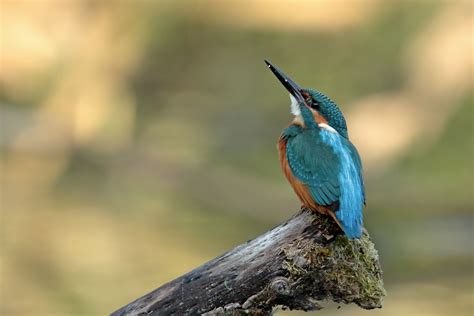 Oiseaux De Jean Pierre Cappe Ao T Week End Martin P Cheur