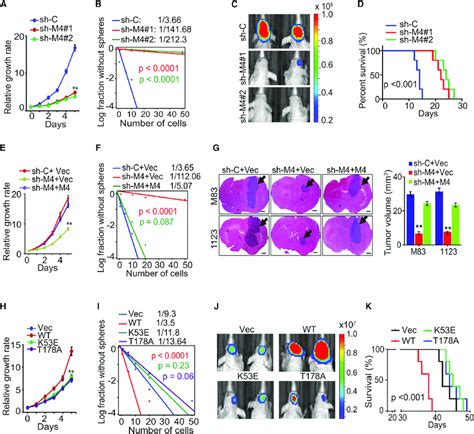 Mst4 Regulates Cell Proliferation Glioma Sphere Formation And