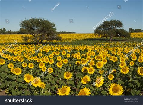 Pampas Landscape La Pampa Argentina Stock Photo (Edit Now) 531196507