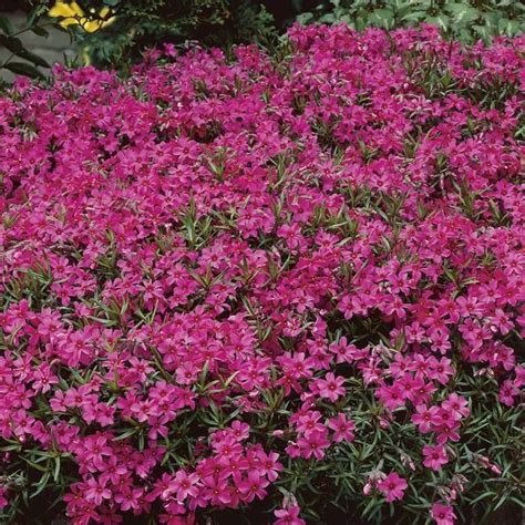 Buy Phlox Subulata Temiskaming Affordable Gardens4You Co Uk