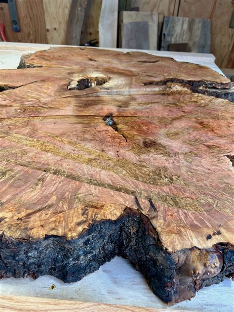 Maple Burl Slab Live Edge Kiln Dried Frison Logue Hardwoods