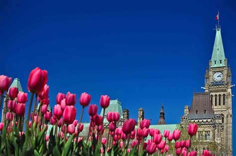 Tulip Festival 2024 Ottawa - Andree Annamaria