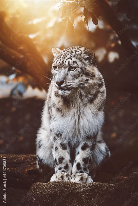 Snow Leopard Panthera Uncia Detail Portrait Stock Photo Adobe Stock