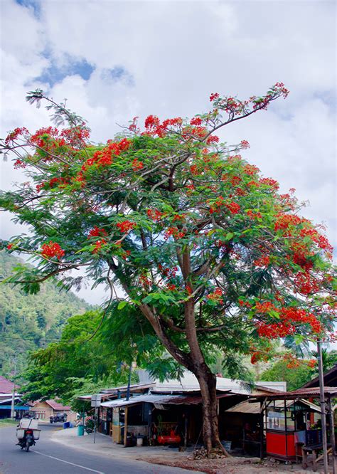 Delonix Regia