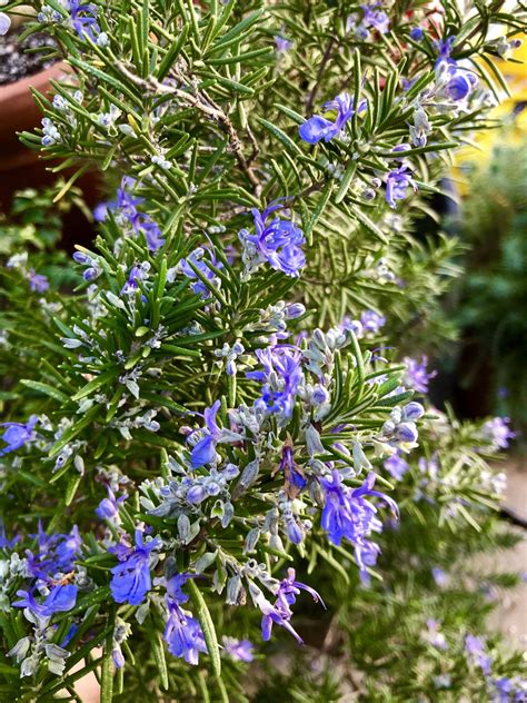 The rosemary flowers are blooming.