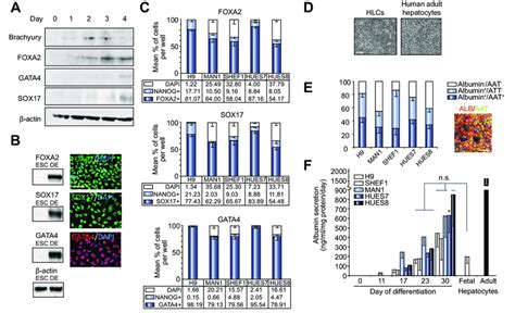 Differentiation Of ESCs To Hepatocyte Like Cells A Immunoblotting Of