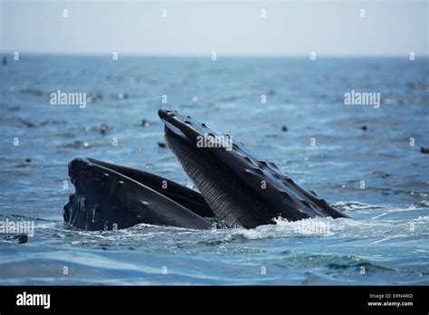 Humpback Whale Megaptera Novaeangliae At The Surface Of The Water