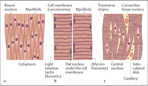 Revolu N Trolejbus Radn Skeletal Muscle Longitudinal Section Obliec