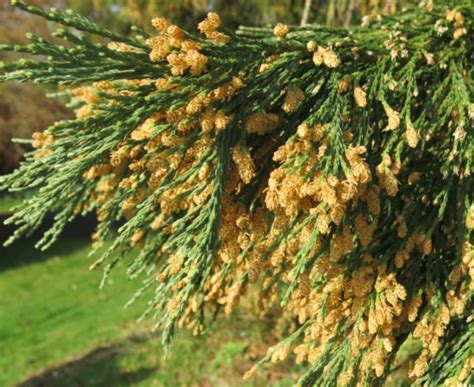 Sequoiadendron Giganteum