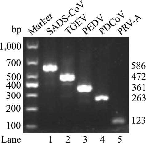 Development Of A Single Dpo Rt Pcr Assay For Detection Of Sads Cov