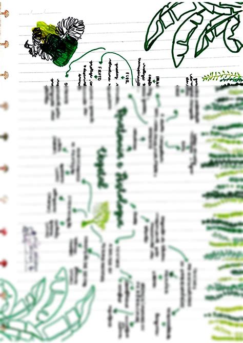 Solution Mapa Mental Anatomia E Histologia Vegetal Biologia