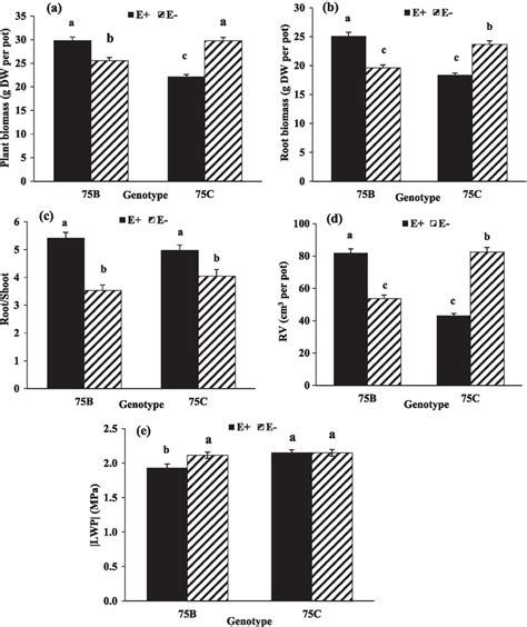 The Interactive Effects Of Endophyte Status E And E And Tall