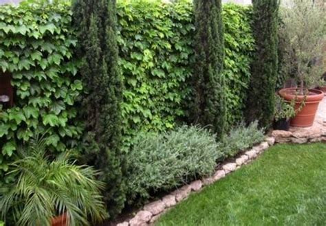 Девичий виноград. Помощник, а не источник проблем | Озеленение забора ...