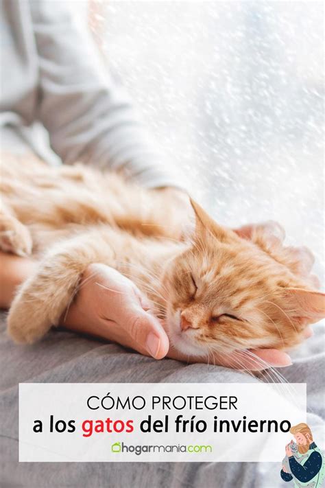 Gatos en invierno notan el frío cómo les podemos proteger ante las