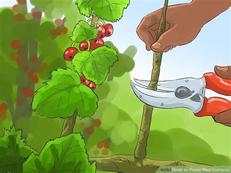 How To Prune Red Currants 11 Steps With Pictures Wikihow