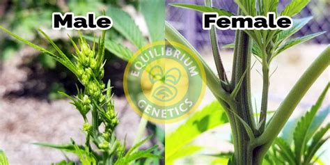 Identify Male And Female Cannabis Plants Equilibrium Genetics