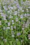 Blephilia Ciliata Downy Wood Mint Prairie Moon Nursery