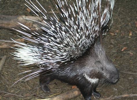 Dikobraz Obecný Hystrix Cristata Chovzvířatcz