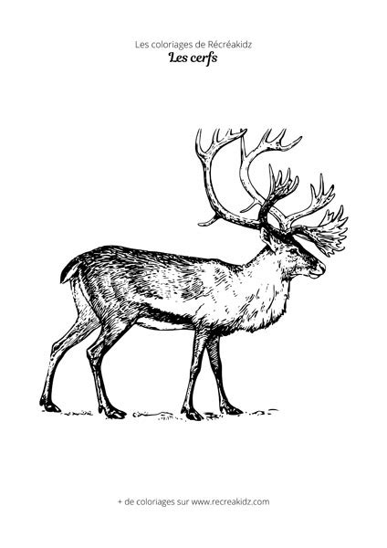 Coloriage Cerf De No L Dessin Colorier Imprimer En Pdf