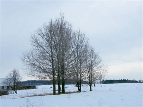 Naked Winter Trees Stanley Zimny Thank You For 64 Million Views