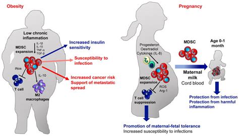 Myeloid Derived Suppressor Cells Coming Of Age Abstract Europe Pmc