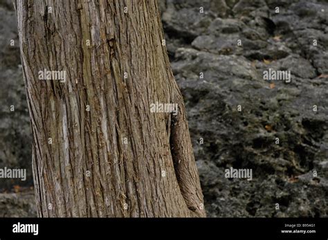 Tree Tronc Banque De Photographies Et Dimages à Haute Résolution Alamy