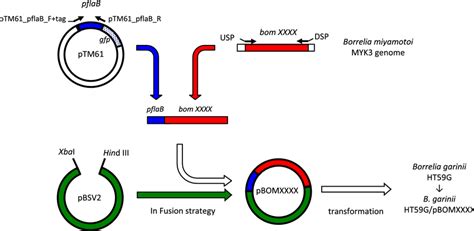 Schematic Model Of Plasmid Construction And Transformation Of Recipient