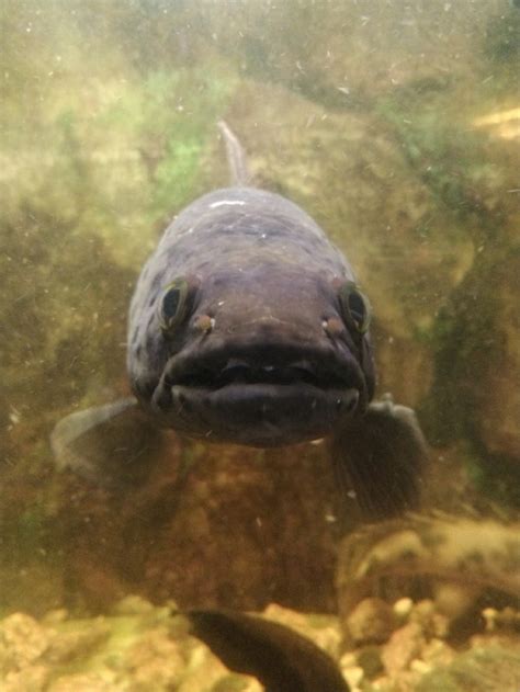 Hoplias Aimara Giant Wolf Fish Fish For Rehoming Winnipeg Kijiji