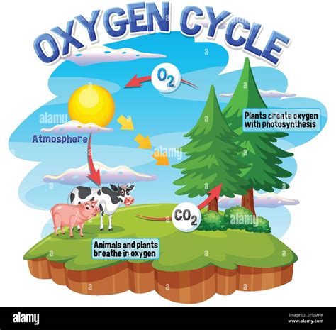 Oxygen Cycle Diagram For Science Education Illustration Stock Vector