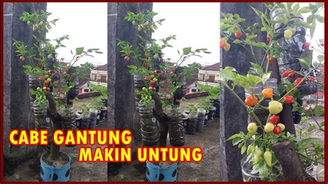 Cara Menanam Cabe Di Botol Bekas How To Grow Chilli Plants In Bottles