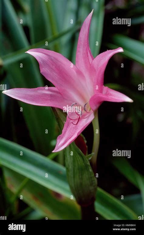 Clivia Caulescens Amaryllidaceae Stock Photo Alamy