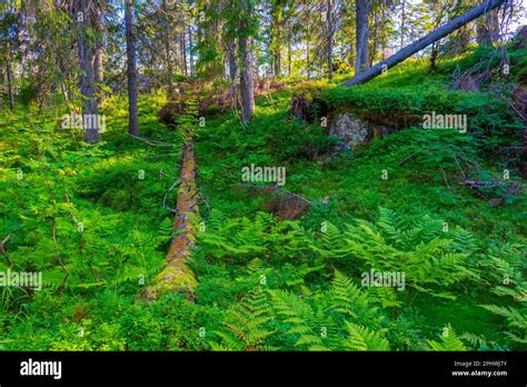 Hiking trail at Koli national park in Finland Stock Photo - Alamy