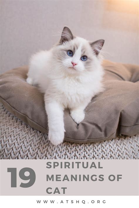 Cat Symbolism 19 Spiritual Meanings Of Cat