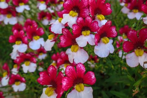 Nemesia The Ornamental Plants Profile Plantura