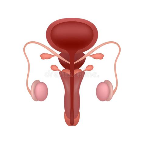 Sistema Riproduttivo Maschile Realistico Con Vista Di Chiusura Gli