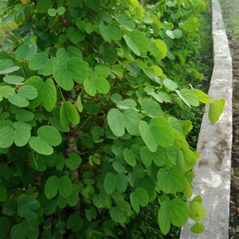 Jual Daun Bauhinia Kupu Kupu Herbal Segar Gram Shopee Indonesia