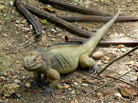 Banco De Imagens De Praia Natureza Animal País Animais Selvagens