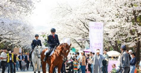 한국마사회 7일까지 렛츠런파크 서울 벚꽃축제 진행