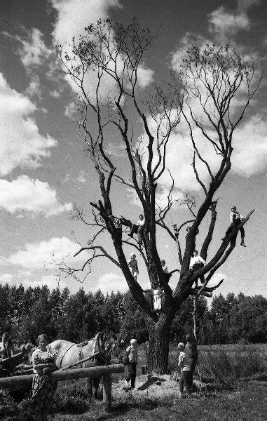 Фото "Древо жизни", 1972 год - История России в фотографиях