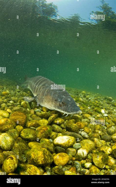 Adriatic sturgeon (Acipenser naccarii) IUNC Red List more critically endangered. It?s a species ...