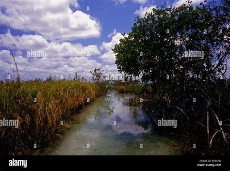 Manglar manglares humedales manglares stand humedales hábitat