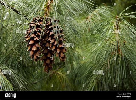 Eastern White Pine Needles