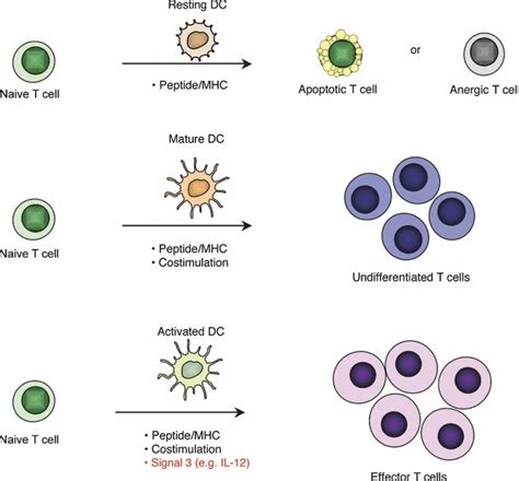 Priming Of Naive T Cells By Resting Mature And Activated Dendritic